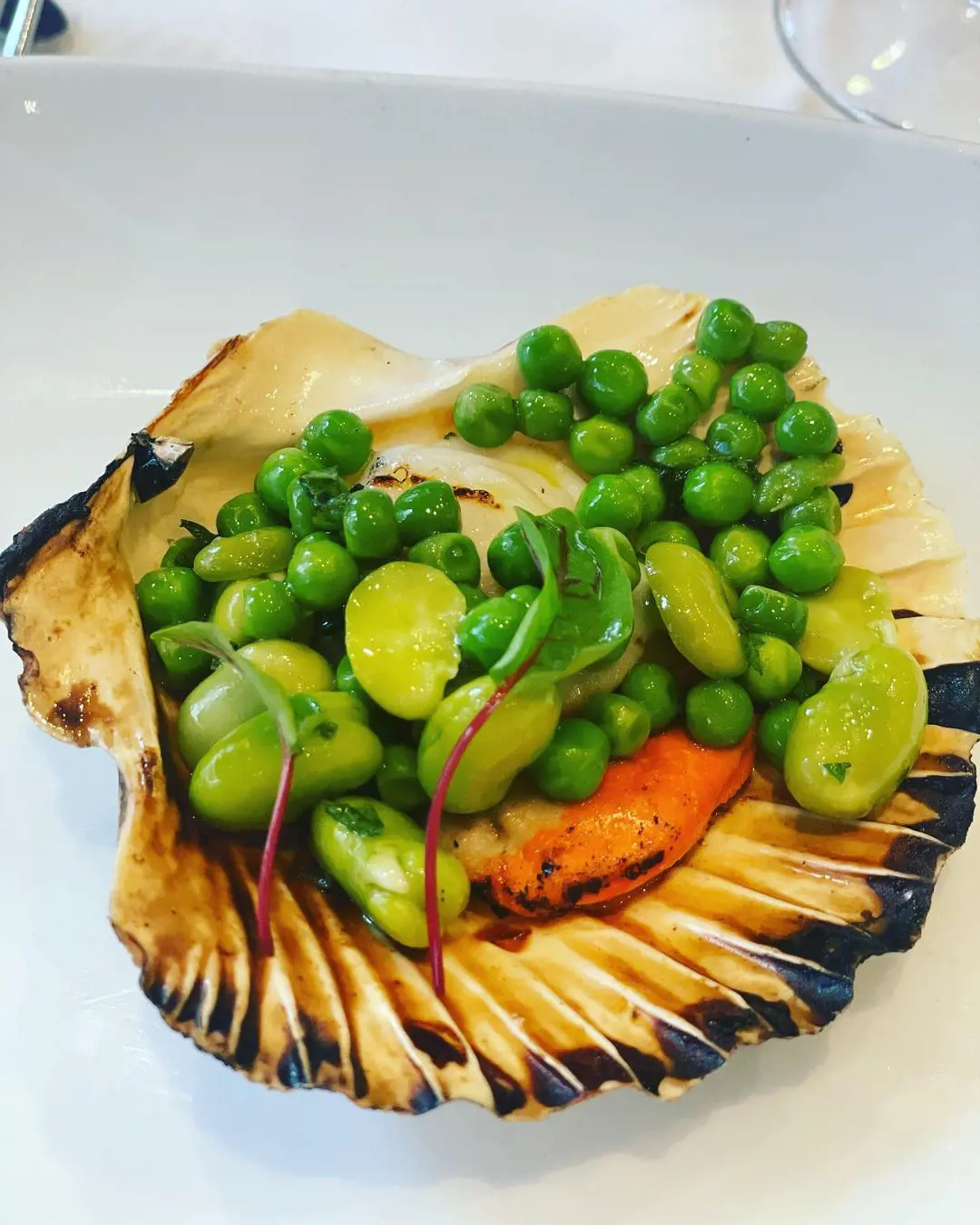 Grilled sea scallops with peas, broad bean and fresh mint
